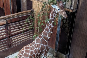 zoo brno zirafi samec