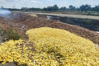 mendelu kambodza mango pecky