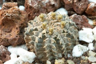 Euphorbia-aenigmatica mendelu