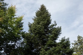 strom 2025 3 mendelu