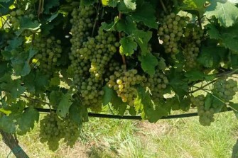 Test závlahy BOHEMIA SEKT