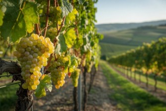 hrozny vine ideogram