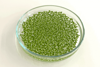 L.-punctata-5562 mendelu