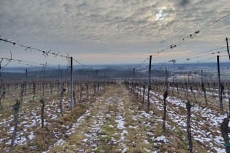 Výhled z vinice bohemiasekt