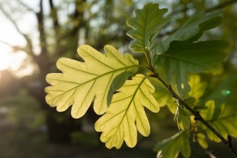 dub buk list ideogram