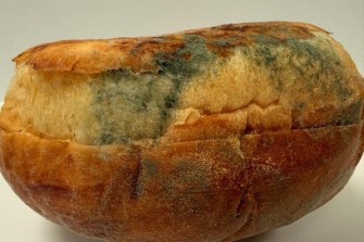 MENDELU-plisen