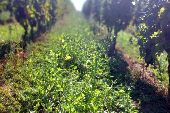 Program DoVinic pomůže moravským vinohradům produkovat kvalitní hrozny 600x400